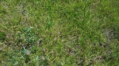 Orthocarpus bracteosus