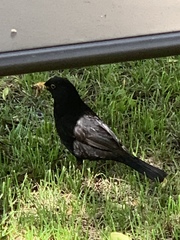 Turdus merula