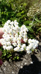 Achillea millefolium
