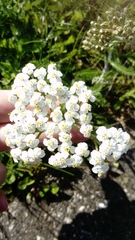 Achillea millefolium