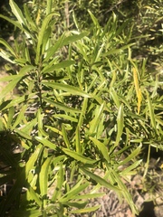 Nuxia oppositifolia