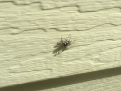 Menemerus semilimbatus