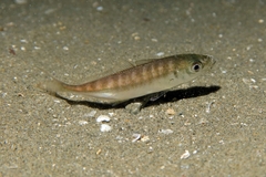 Blue Jack Mackerel photo 4