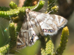 Petrophila canadensis