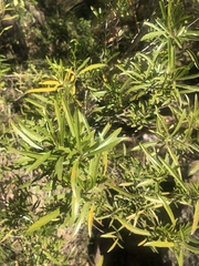 Nuxia oppositifolia
