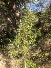 Nuxia oppositifolia