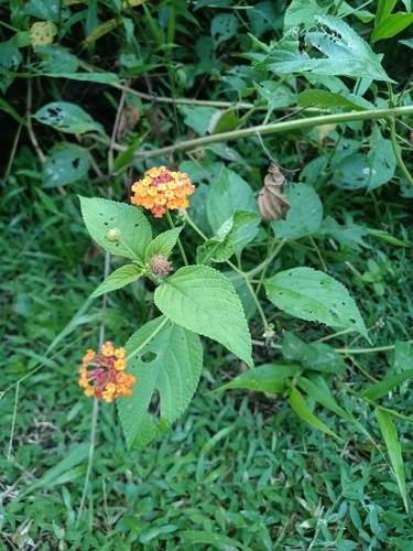 Image of Lantana horrida by (c) Guillaume Delaitre, some rights reserved (CC BY)