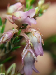 Erica acuta