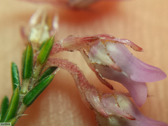 Erica acuta