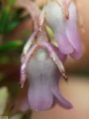 Erica acuta