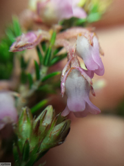 Erica acuta