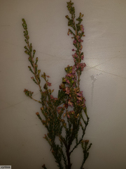 Erica acuta