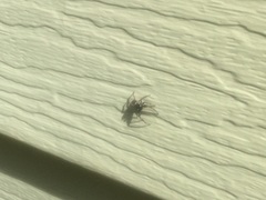 Menemerus semilimbatus