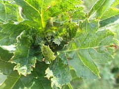 Dasineura crataegi