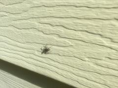 Menemerus semilimbatus