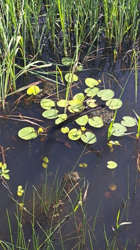 Nymphoides fallax (Nymphoides fallax)