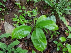 Veratrum parviflorum