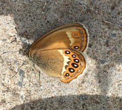 Coenonympha hero