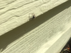 Menemerus semilimbatus