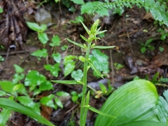 Veratrum parviflorum