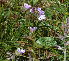 Sidalcea calycosa rhizomata