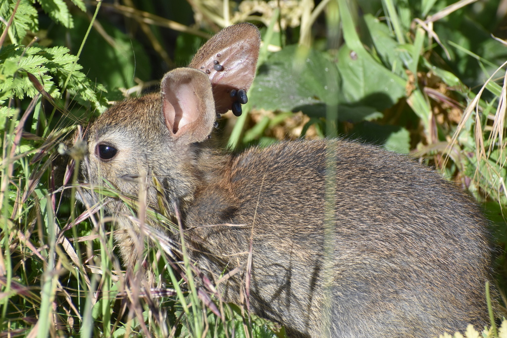 Brush Rabbit from Marin County, CA, USA on June 09, 2019 at 06:11 PM by ...