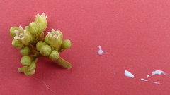 Thyrsodium spruceanum