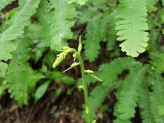 Veratrum parviflorum