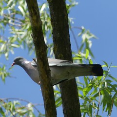 Columba palumbus