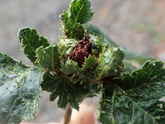 Dasineura crataegi