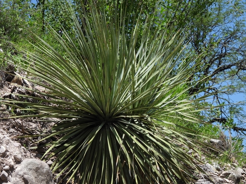 Image of Dasylirion durangense by no rights reserved