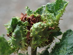 Dasineura crataegi