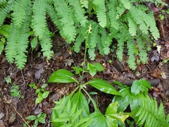 Veratrum parviflorum