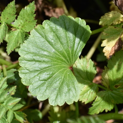 Sidalcea calycosa rhizomata