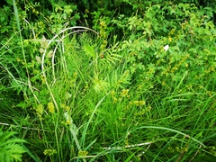 Carex leersii