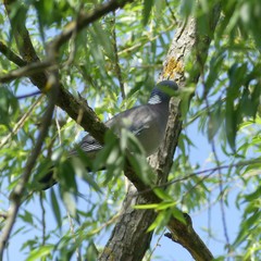 Columba palumbus