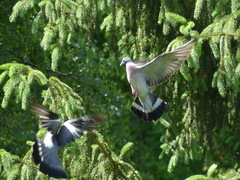 Columba palumbus