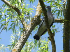 Columba palumbus