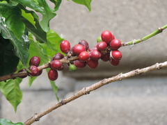 Coffea arabica