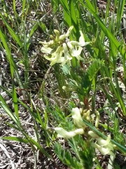 Astragalus scopulorum