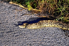 Crotalus tzabcan