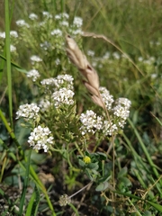 Lepidium cartilagineum