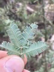 Acacia baileyana