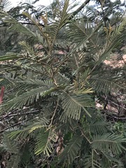 Acacia mearnsii