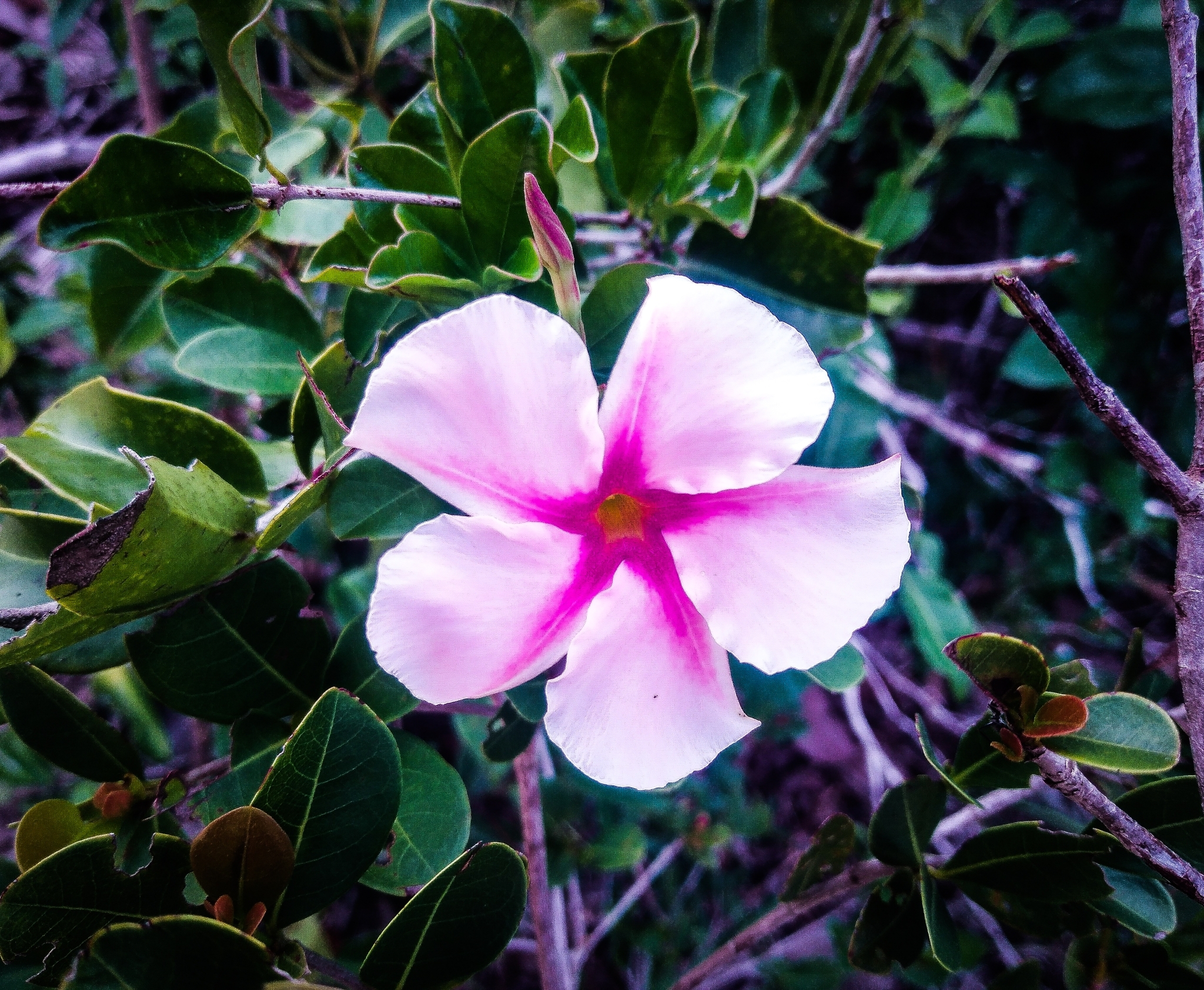 Mandevilla moricandiana
