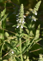 Stachys stricta