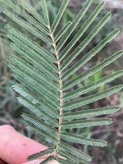 Acacia mearnsii