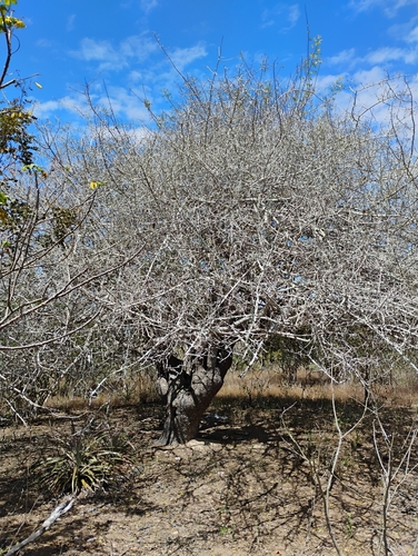Foto de Umbu