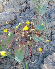 Chylismia scapoidea