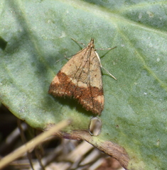Pyrausta semirubralis